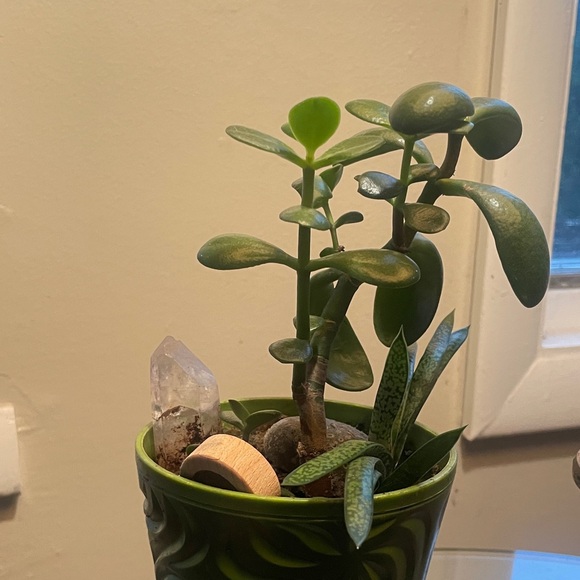 Jade tree - Picture 2 of 3